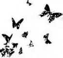 Black Butterflies