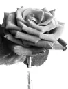 Black & White