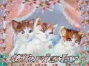 Christy kittens.