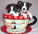 Neffy and Nayah