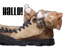 HALLO cat