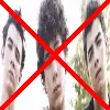 Anti JB