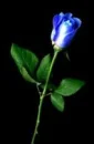 blue rose