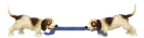 two dogs