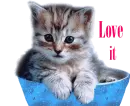 kitty