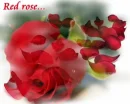 red rose
