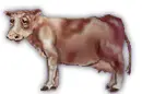 cow blinking his eyes