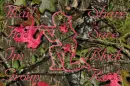 Pink Camo