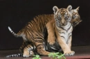 Cute Baby Tigers!
