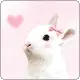 KAWAII BUNNY