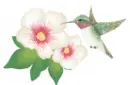 cherry blossom with hummingbird