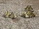 BUTTERFLY DANCE