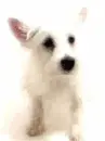 cute