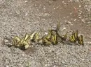 OUR BUTTERFLIES