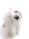 cute 