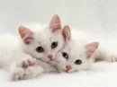white cats