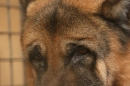sad of dog