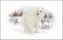 artic fox