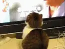 dramaticCAt