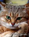 Bored Cat