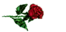 red rose
