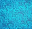 Blue Leopard Print 