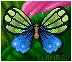 butterfly