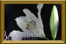 Pretty white flower