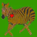Zebra