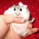 hamster
