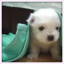 Puppy covered with a towel