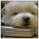 Puppy on a hard pillow(phone)