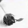 Dead Rose