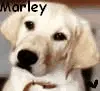 Marley