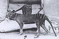wierd cat