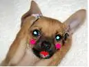 pretty chihuahua