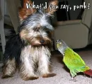 Sassy Parrot