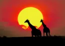 Giraffes