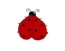 Ingrid Lady Bug