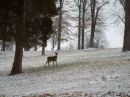 DEER IN THE PARK