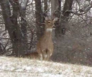DEER IN THE PARK 2
