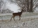 DEER IN THE PARK 3