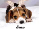Sweet Lil Angel Beagle Pup (REQUEST for Erica!)