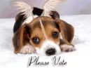 Angel Puppy Vote & Comment for Erica (REQUEST)