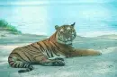 TIGER ON THE BEACH