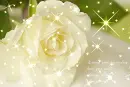 LOVE FLOWER