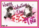 Kitty  - Toti