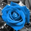 blue rose