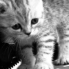 kitten