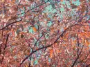 Tree Photography